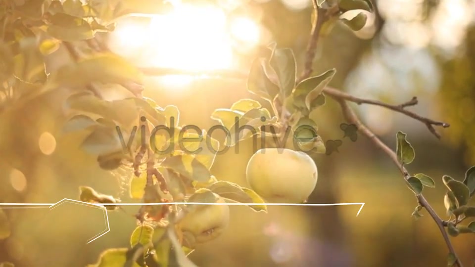 Light Vintage // Lower Thirds Pack Videohive 4288189 After Effects Image 7