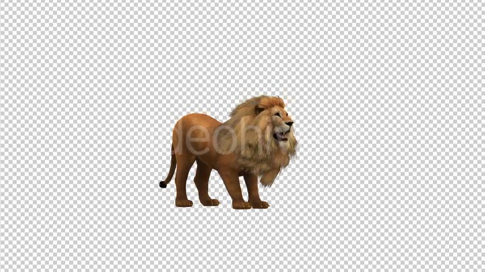 Lion Howl Looped Animation - Download Videohive 19724645