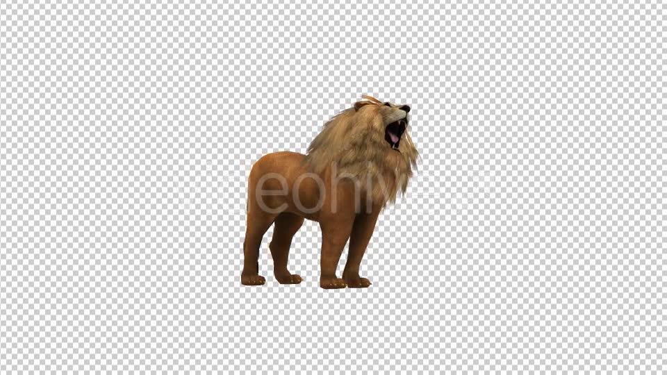 Lion Howl Looped Animation - Download Videohive 19724645