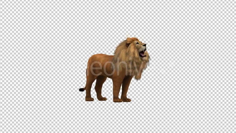 Lion Howl Looped Animation - Download Videohive 19724645