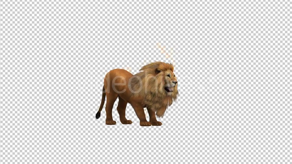 Lion Howl Looped Animation - Download Videohive 19724645