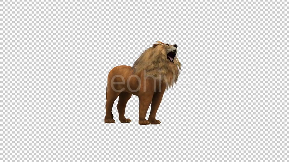 Lion Howl Looped Animation - Download Videohive 19724645