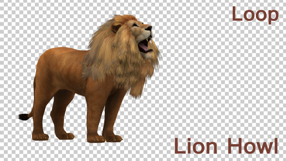 Lion Howl Looped Animation - Download Videohive 19724645