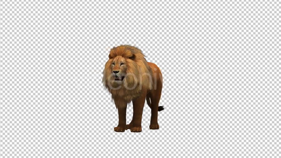 Lion Looking - Download Videohive 21180083