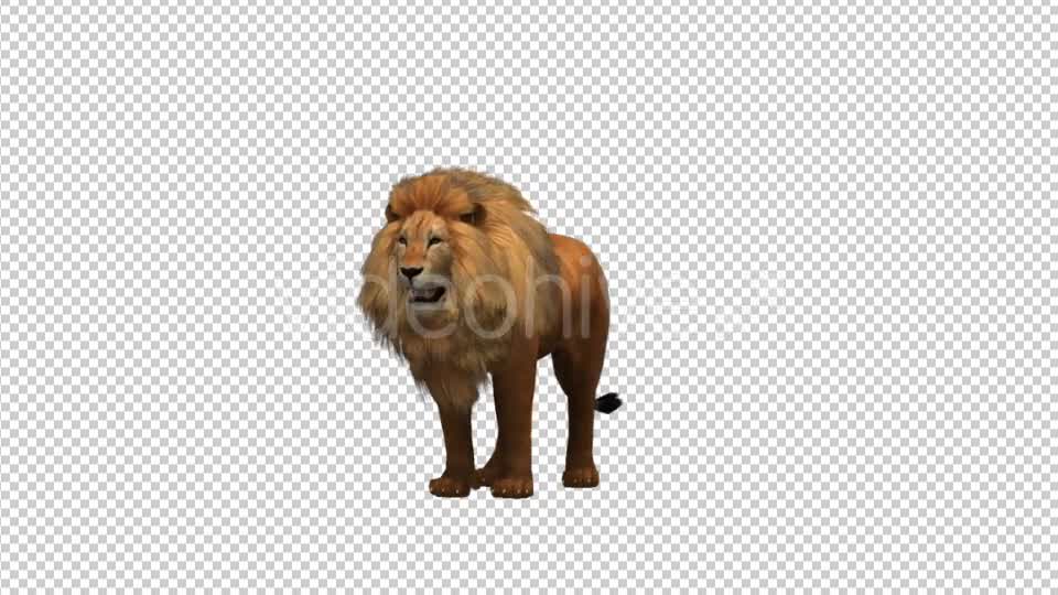 Lion Looking - Download Videohive 21180083