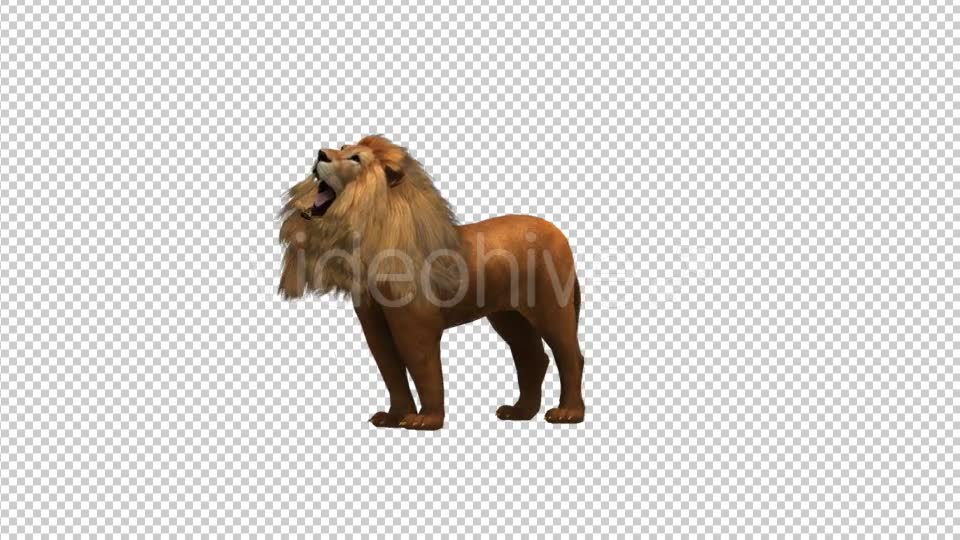 Lion Roar - Download Videohive 21180110