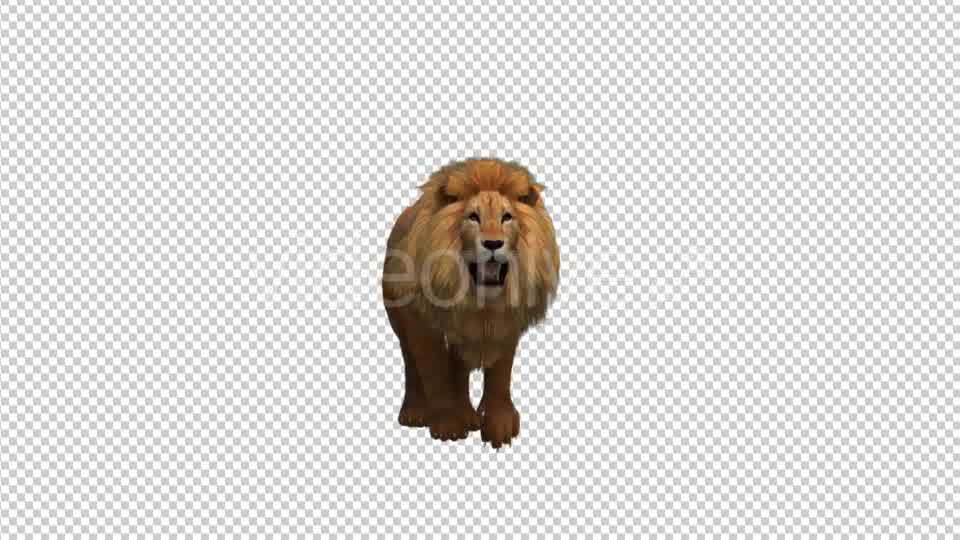 Lion Walking - Download Videohive 21180033