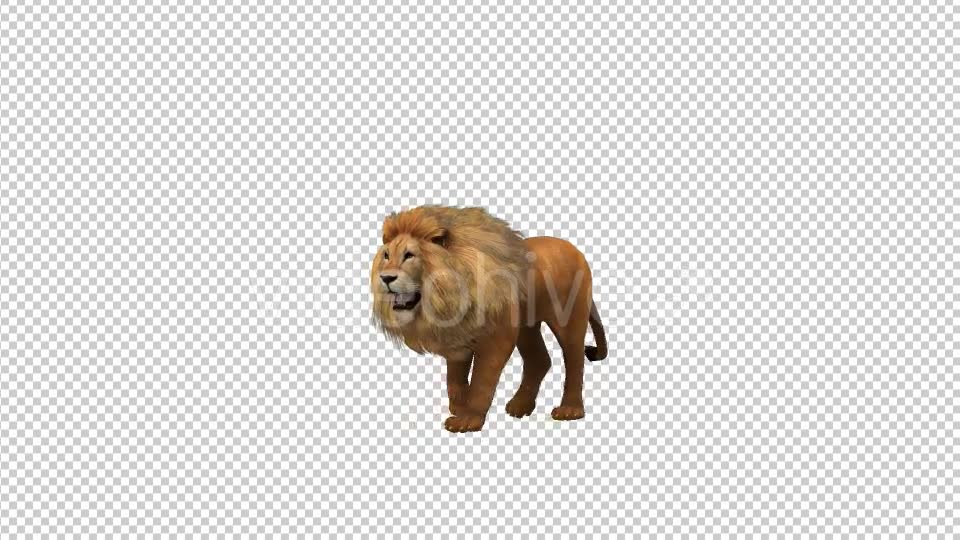 Lion Walking Looped Animation - Download Videohive 19724713