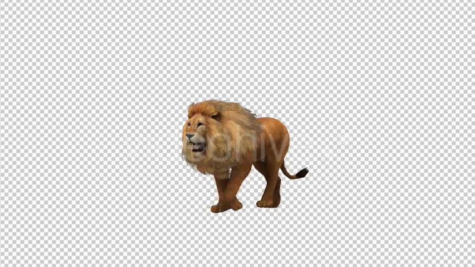 Lion Walking Looped Animation - Download Videohive 19724713