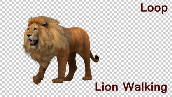 Lion Walking Looped Animation - Download Videohive 19724713