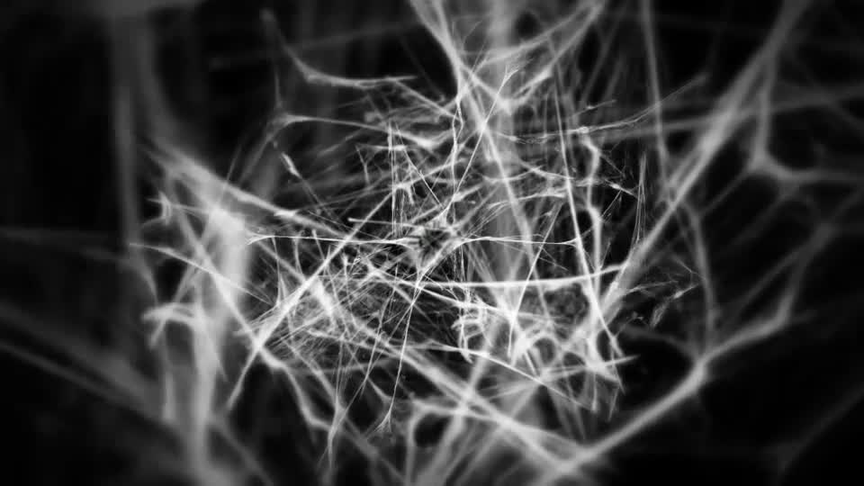 Logo In Cobwebs - Download Videohive 17809996