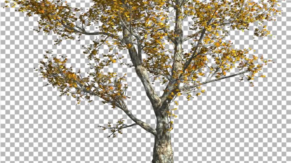 London Plane Tree is Swaying at The Wind - Download Videohive 13512928