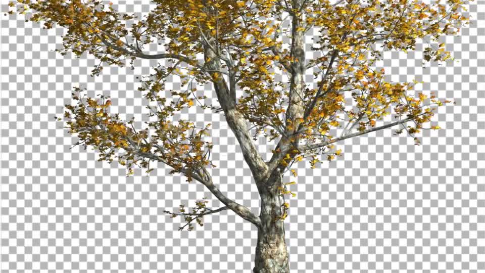 London Plane Tree is Swaying at The Wind - Download Videohive 13512928