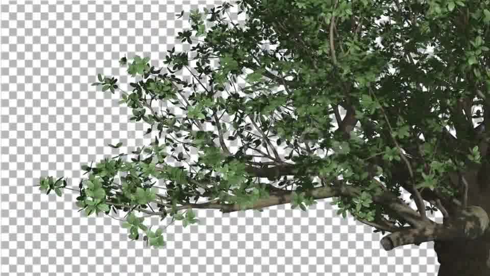 Madagascan Baobab Thik Tree is Swaying Wind Green - Download Videohive 13512565