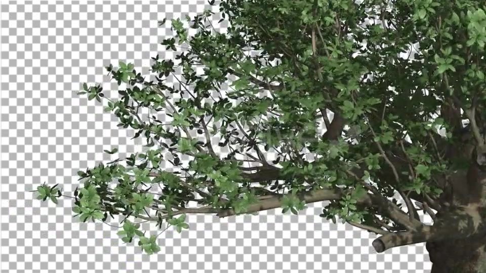 Madagascan Baobab Thik Tree is Swaying Wind Green - Download Videohive 13512565
