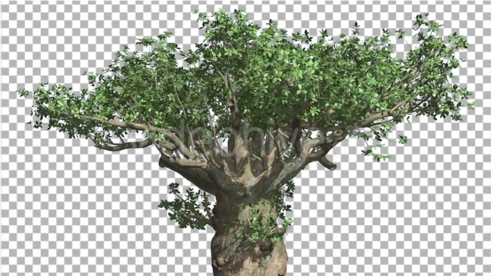 Madagascan Baobab Tree Cut of Chroma Key Tree on - Download Videohive 13508672
