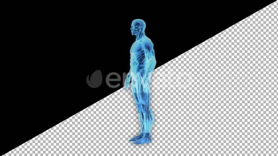 Male Muscular System Hologram - Download Videohive 21626415
