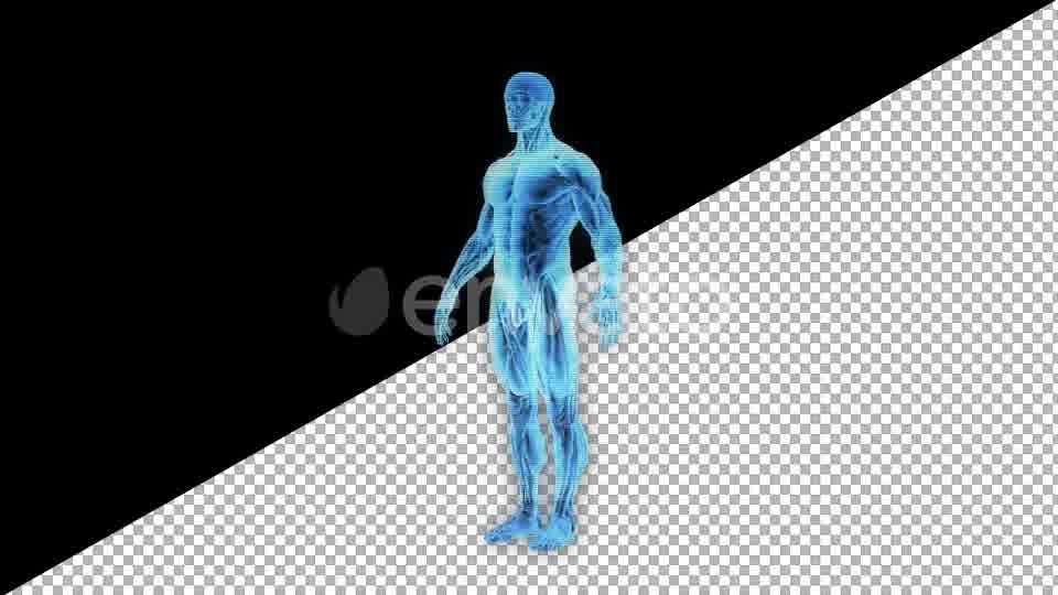 Male Muscular System Hologram - Download Videohive 21626415