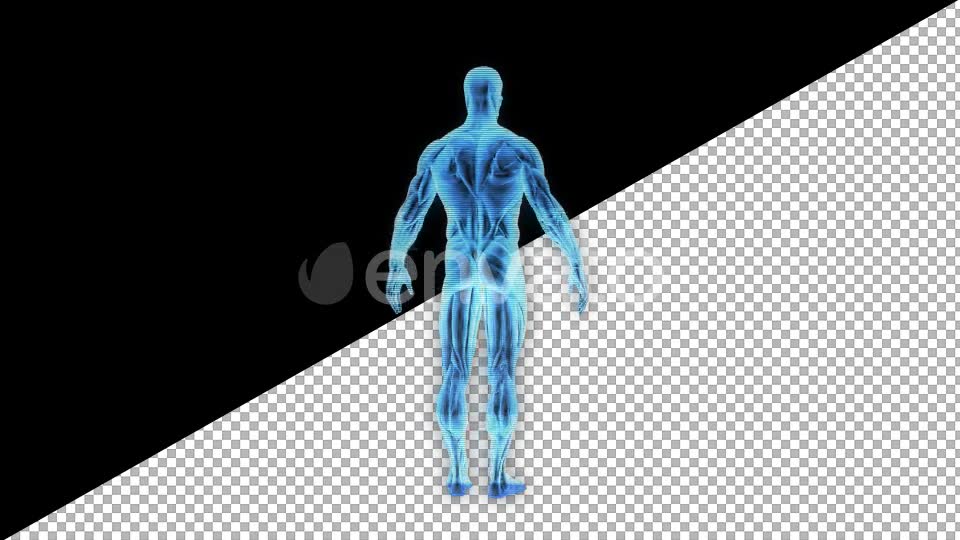 Male Muscular System Hologram - Download Videohive 21626415