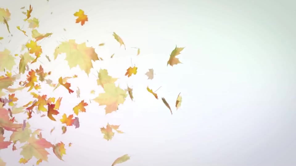 Maple Leaves Logo Reveal Videohive 9572555 After Effects Image 2