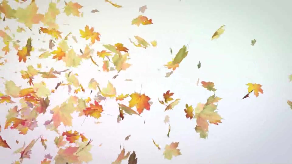 Maple Leaves Logo Reveal Videohive 9572555 After Effects Image 3