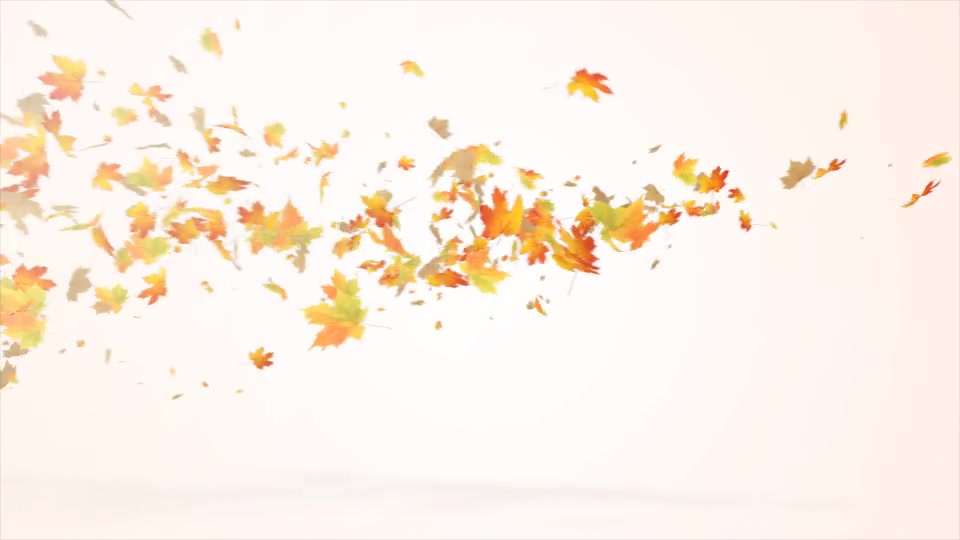 Maple Logo Reveal V2 Videohive 12072636 After Effects Image 3
