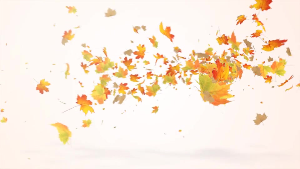 Maple Logo Reveal V2 Videohive 12072636 After Effects Image 4