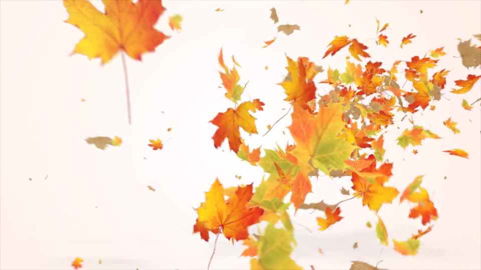 Maple Logo Reveal V2 Videohive 12072636 After Effects Image 5