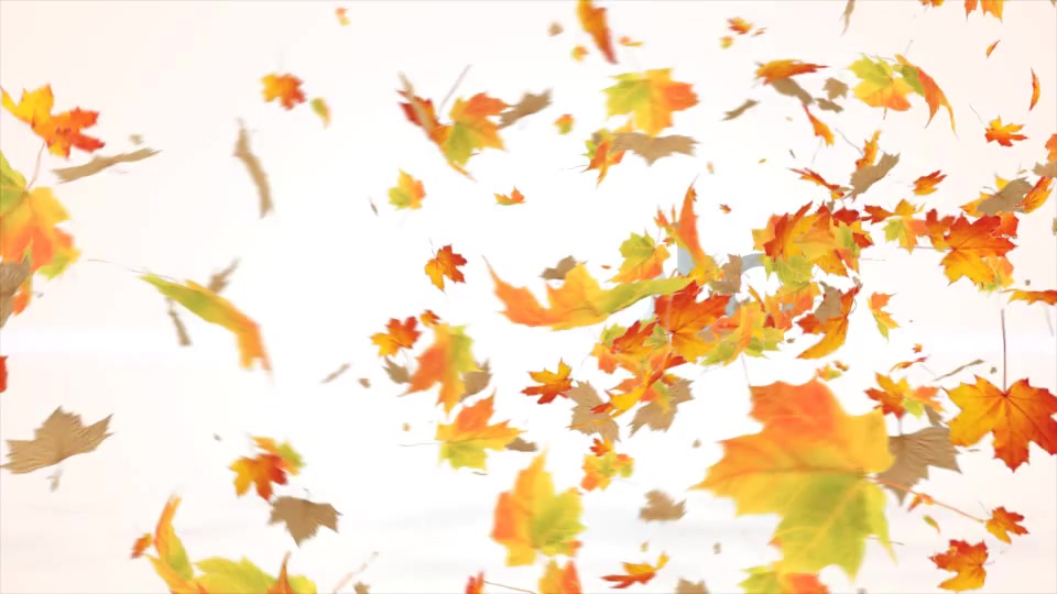 Maple Logo Reveal V2 Videohive 12072636 After Effects Image 6