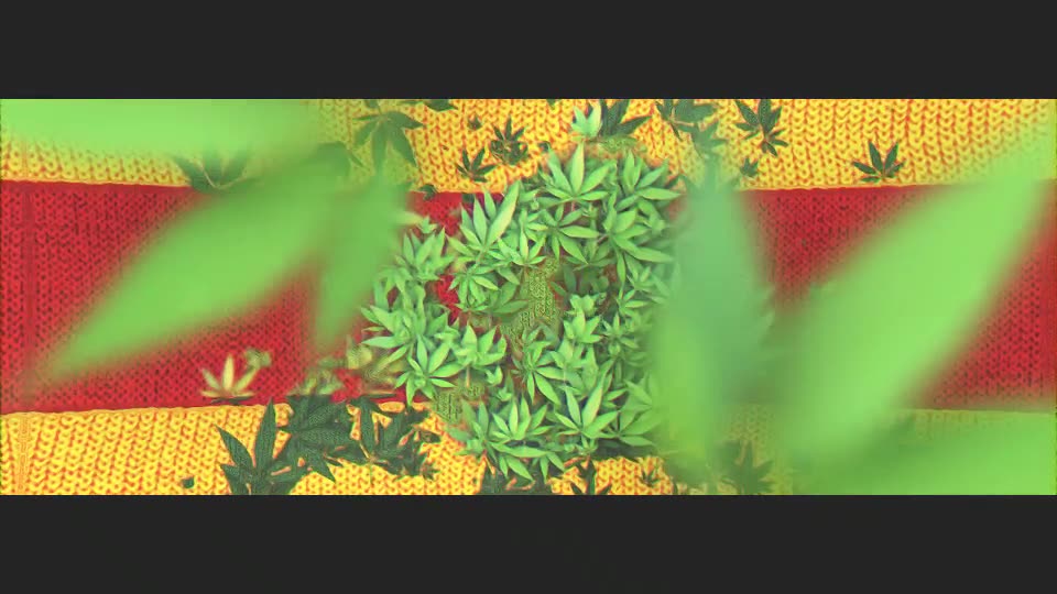 Marijuana Logo Videohive 15716430 After Effects Image 2