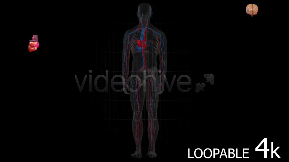 Medical Human - Download Videohive 9348543