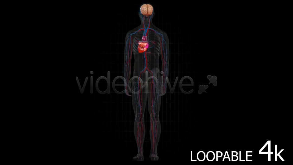 Medical Human - Download Videohive 9348543