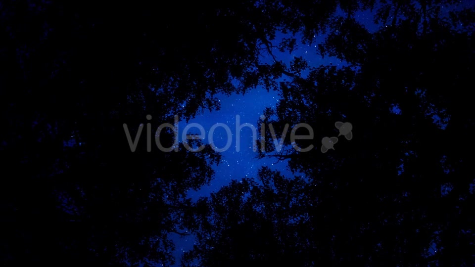Milky Way And Forest - Download Videohive 19645653