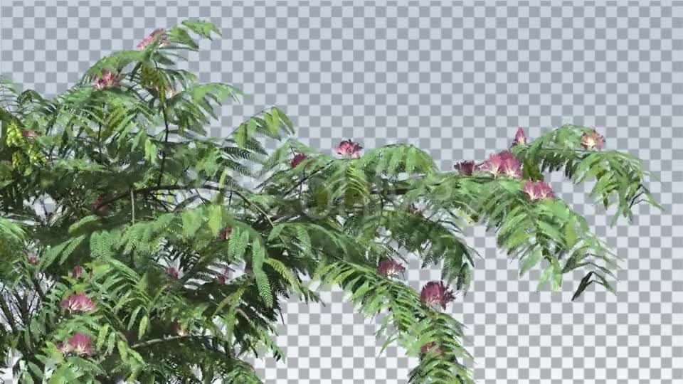 Mimosa Pink Flowers Thin Tree Cut of Chroma Key - Download Videohive 13509215