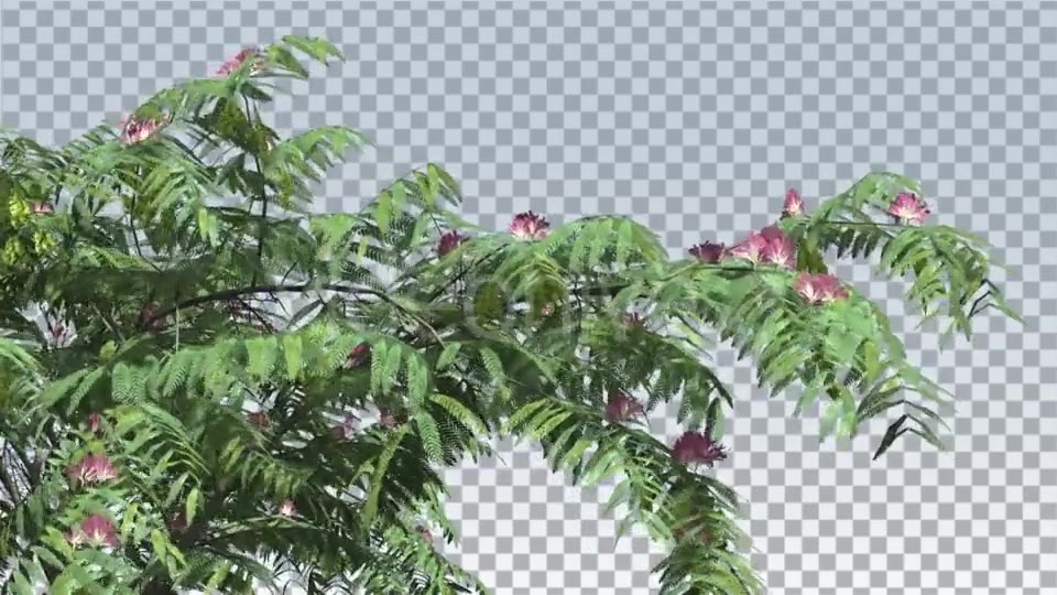 Mimosa Pink Flowers Thin Tree Cut of Chroma Key - Download Videohive 13509215