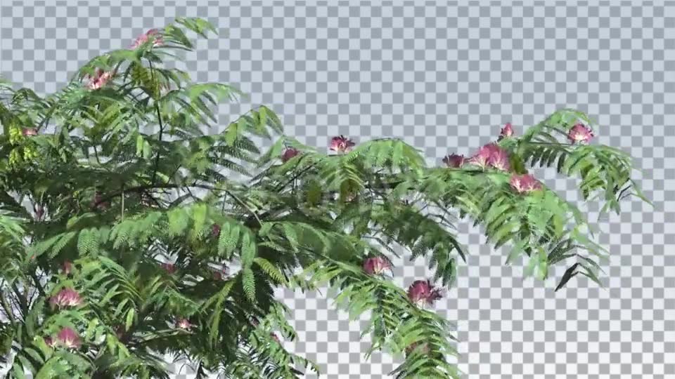 Mimosa Pink Flowers Thin Tree Cut of Chroma Key - Download Videohive 13509215