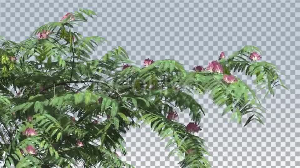 Mimosa Pink Flowers Thin Tree Cut of Chroma Key - Download Videohive 13509215