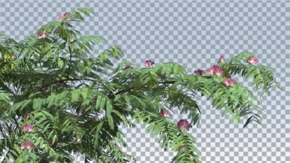 Mimosa Pink Flowers Thin Tree Cut of Chroma Key - Download Videohive 13509215