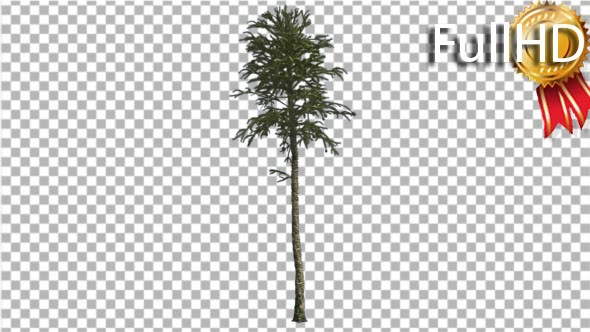 Monkey Puzzle Thin Tall Tree Branches on a Top - Download Videohive 16959868