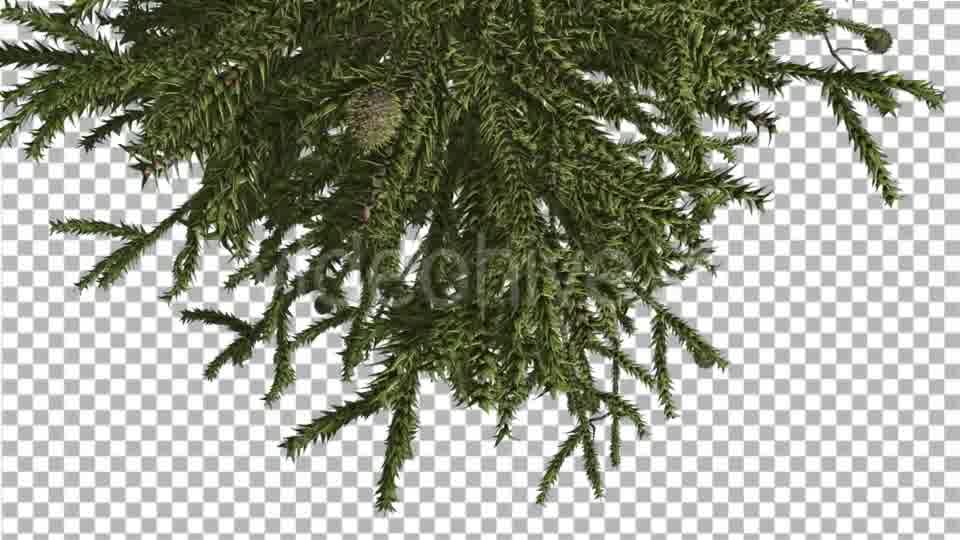 Monkey Puzzle Top of Tree Turned Image Cones - Download Videohive 15168691