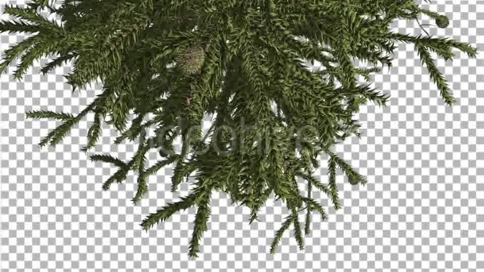 Monkey Puzzle Top of Tree Turned Image Cones - Download Videohive 15168691