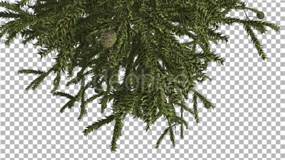 Monkey Puzzle Top of Tree Turned Image Cones - Download Videohive 15168691