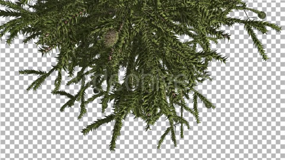 Monkey Puzzle Top of Tree Turned Image Cones - Download Videohive 15168691