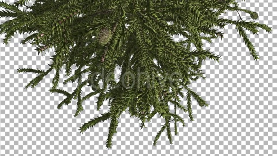 Monkey Puzzle Top of Tree Turned Image Cones - Download Videohive 15168691