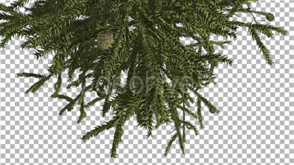 Monkey Puzzle Top of Tree Turned Image Cones - Download Videohive 15168691