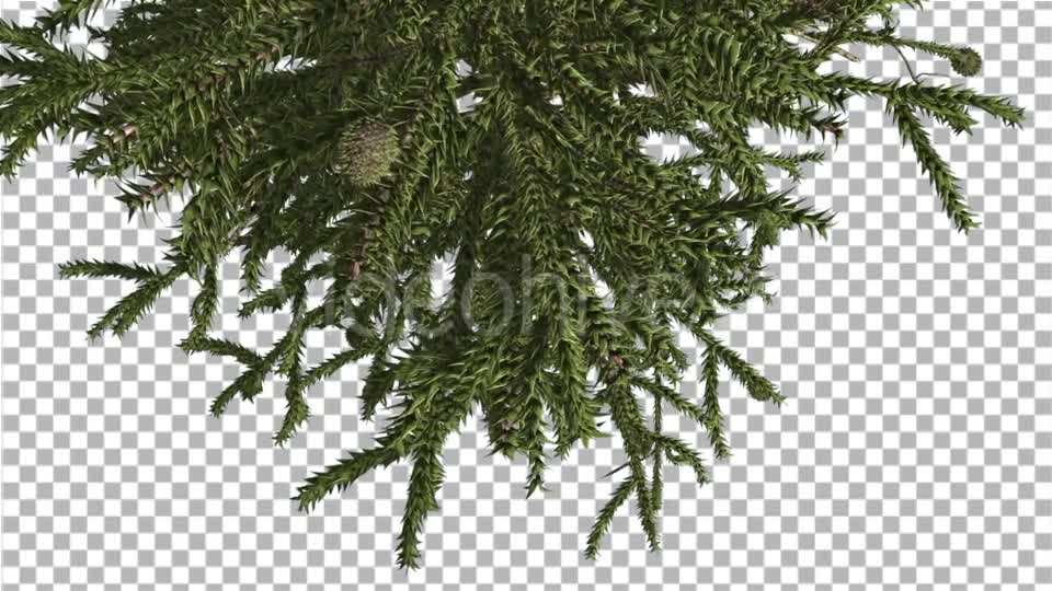 Monkey Puzzle Top of Tree Turned Image Cones - Download Videohive 15168691