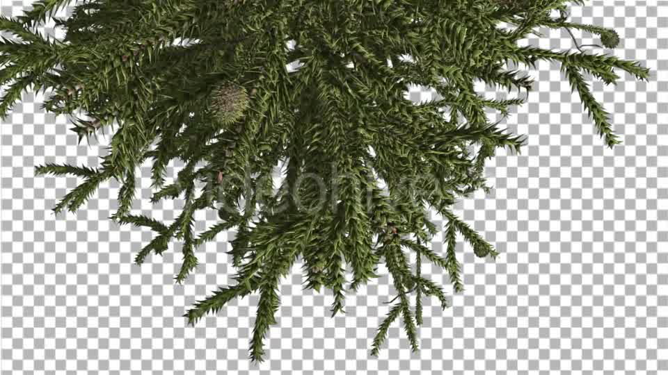 Monkey Puzzle Top of Tree Turned Image Cones - Download Videohive 15168691