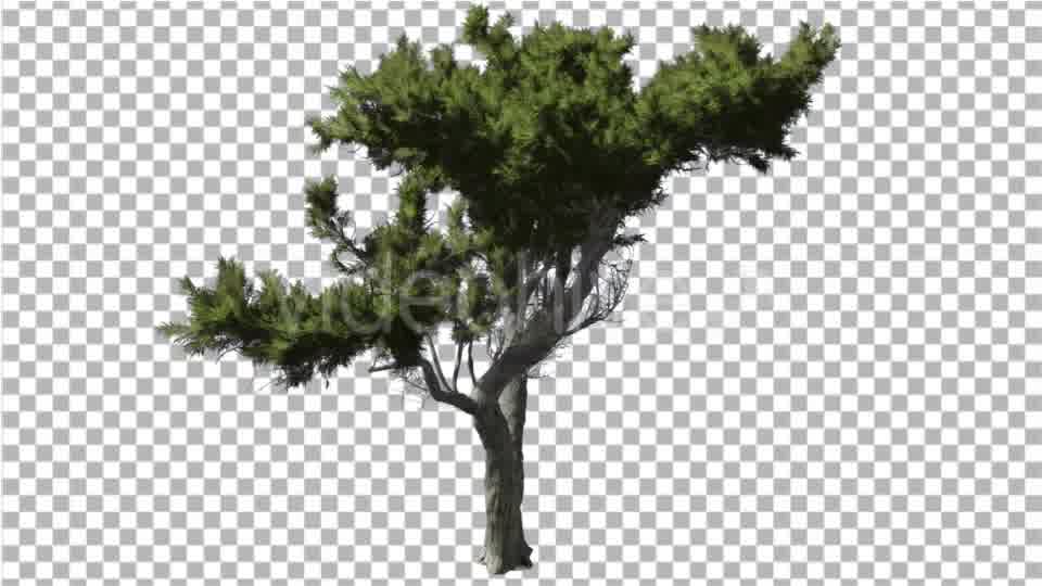 Monterey Cypress Bright Green Branchy Crown - Download Videohive 16959552