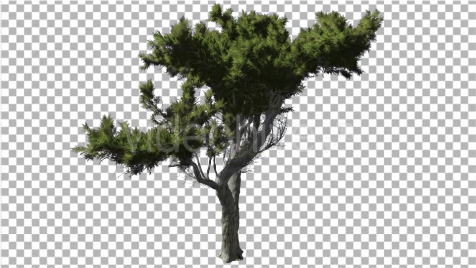 Monterey Cypress Bright Green Branchy Crown - Download Videohive 16959552