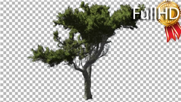 Monterey Cypress Bright Green Branchy Crown - Download Videohive 16959552